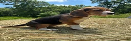 Beagle dogs for sale: Beagle 2 - Ad 2