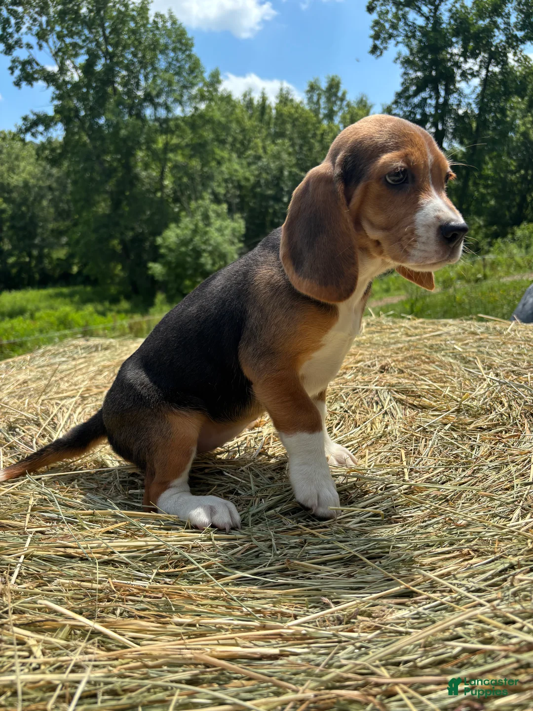 Beagle dogs for sale: Beagle 2 - Ad 2