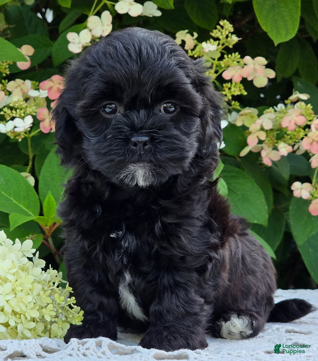 Shihpoo dogs for sale: Hailey - Ad 1