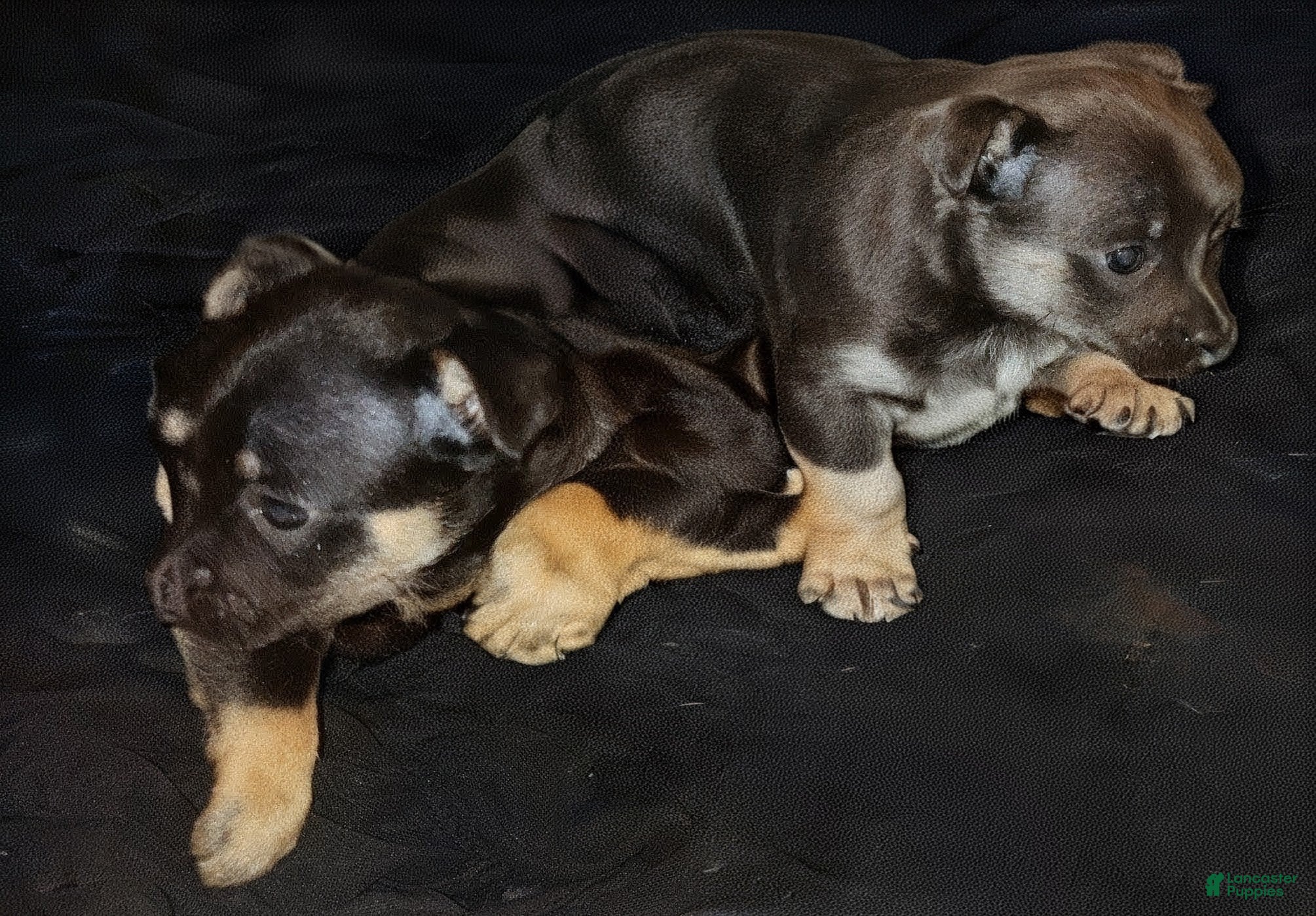 Mixed Breed dogs Mixed Breed Puppy 3 - Ad 32