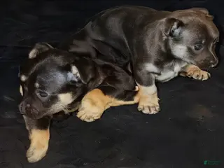 Mixed Breed dogs for sale: Mixed Breed Puppy 3 - Ad 1