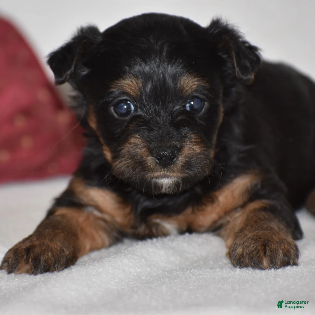 Yorkiepoo dogs for sale: Vernie - Ad 1