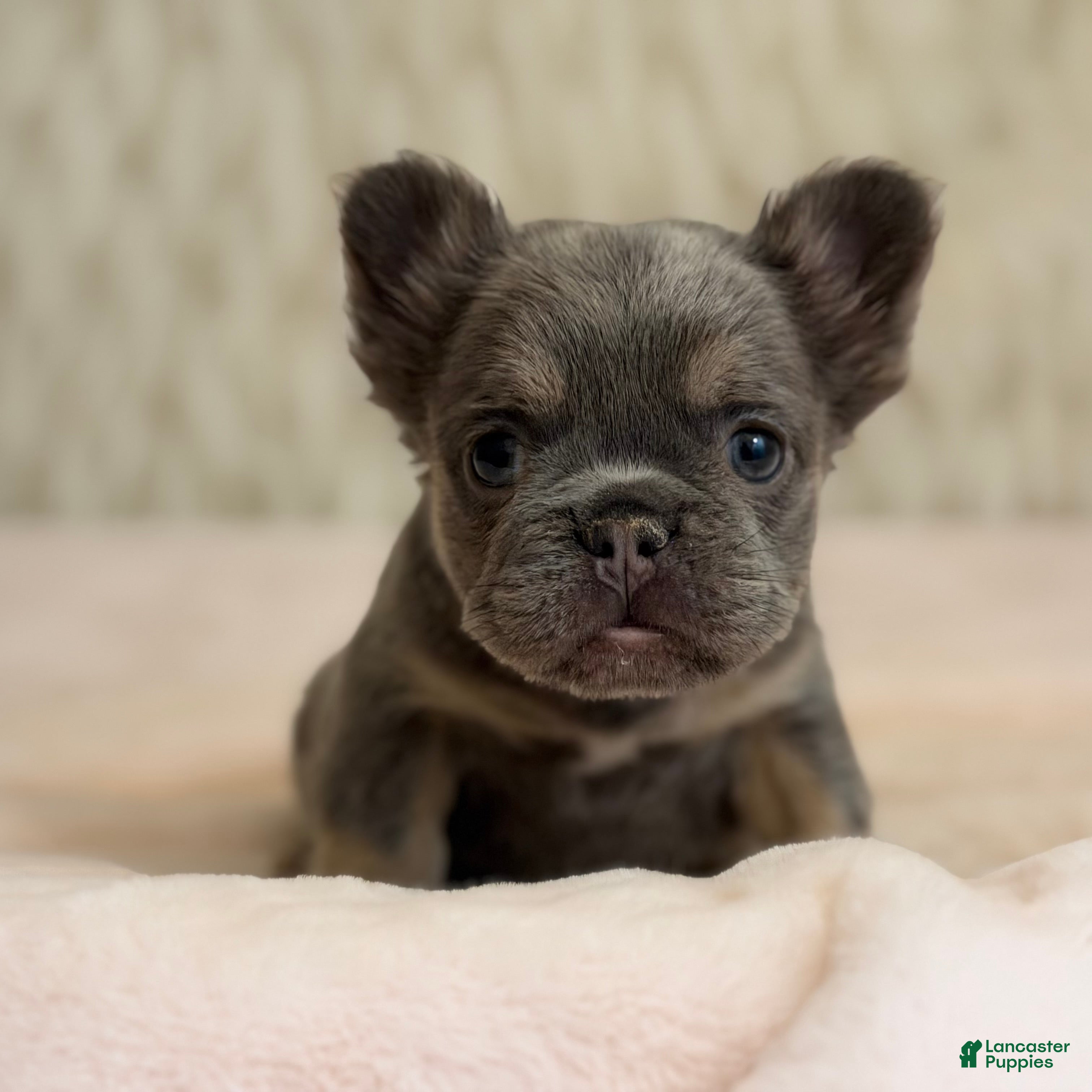 French Bulldog dogs French Bulldog Puppy 2 - Ad 1