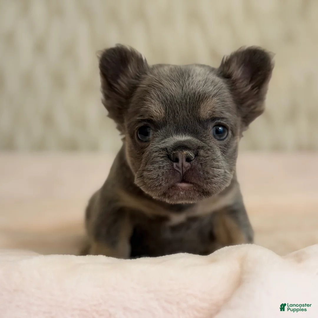 French Bulldog dogs for sale: French Bulldog Puppy 2 - Ad 1