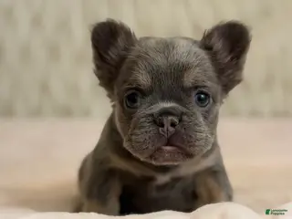 French Bulldog dogs for sale: French Bulldog Puppy 2 - Ad 2
