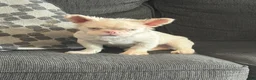 French Bulldog dogs for sale: Pink Pookie - Ad 1