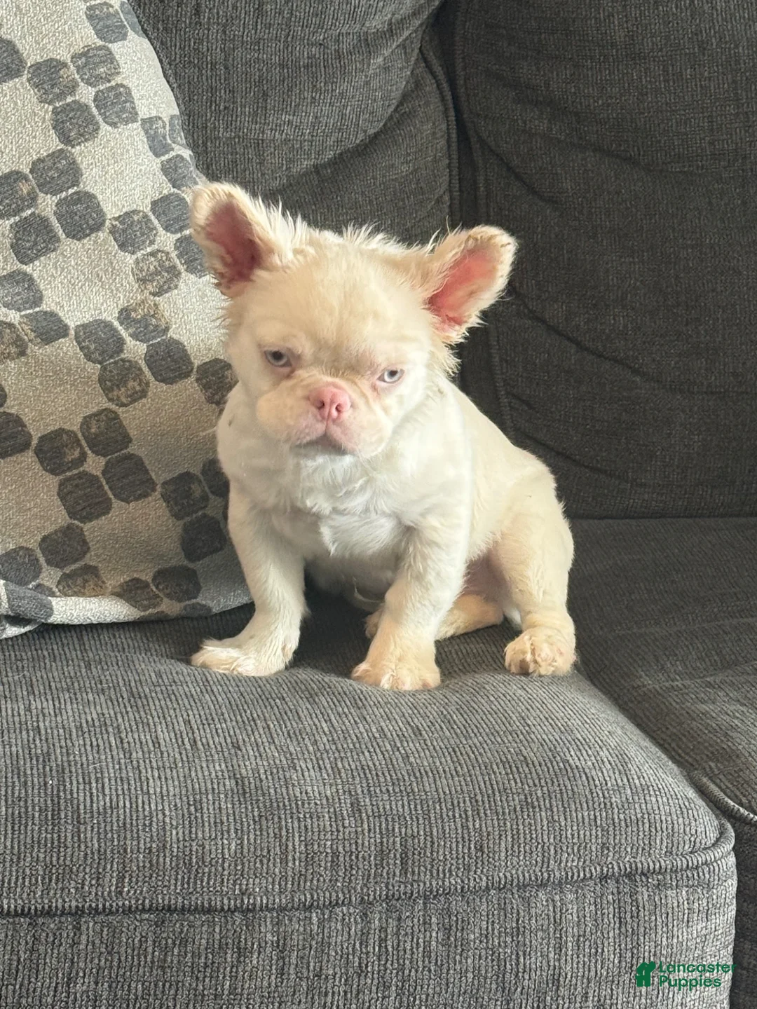 French Bulldog dogs for sale: Pink Pookie - Ad 1