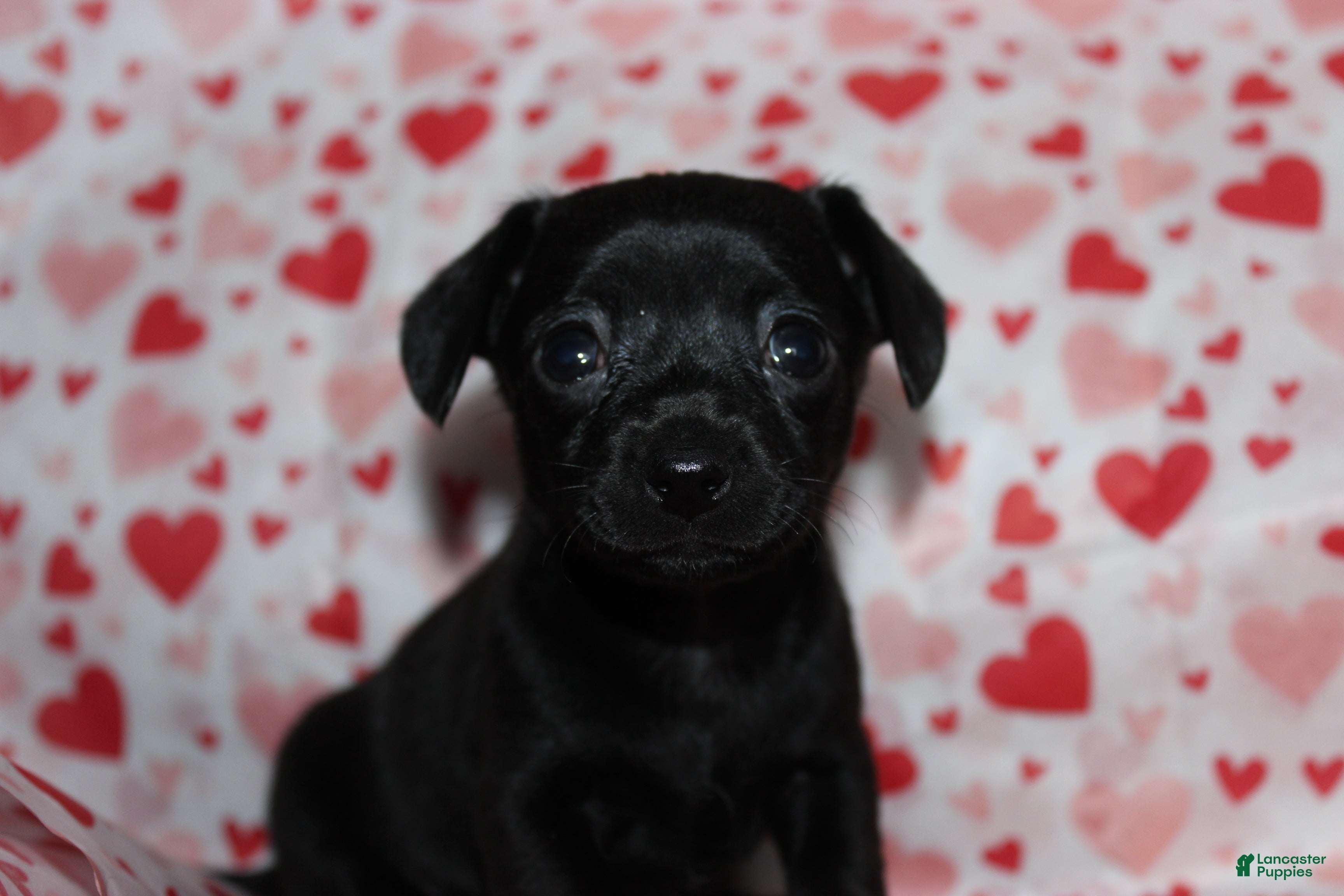 Chiweenie dogs Mimi - Ad 2