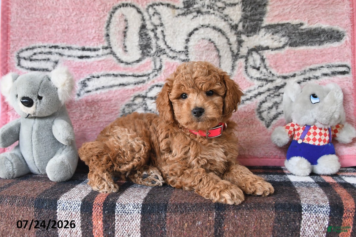 Mini Goldendoodle dogs Chase - Ad 2