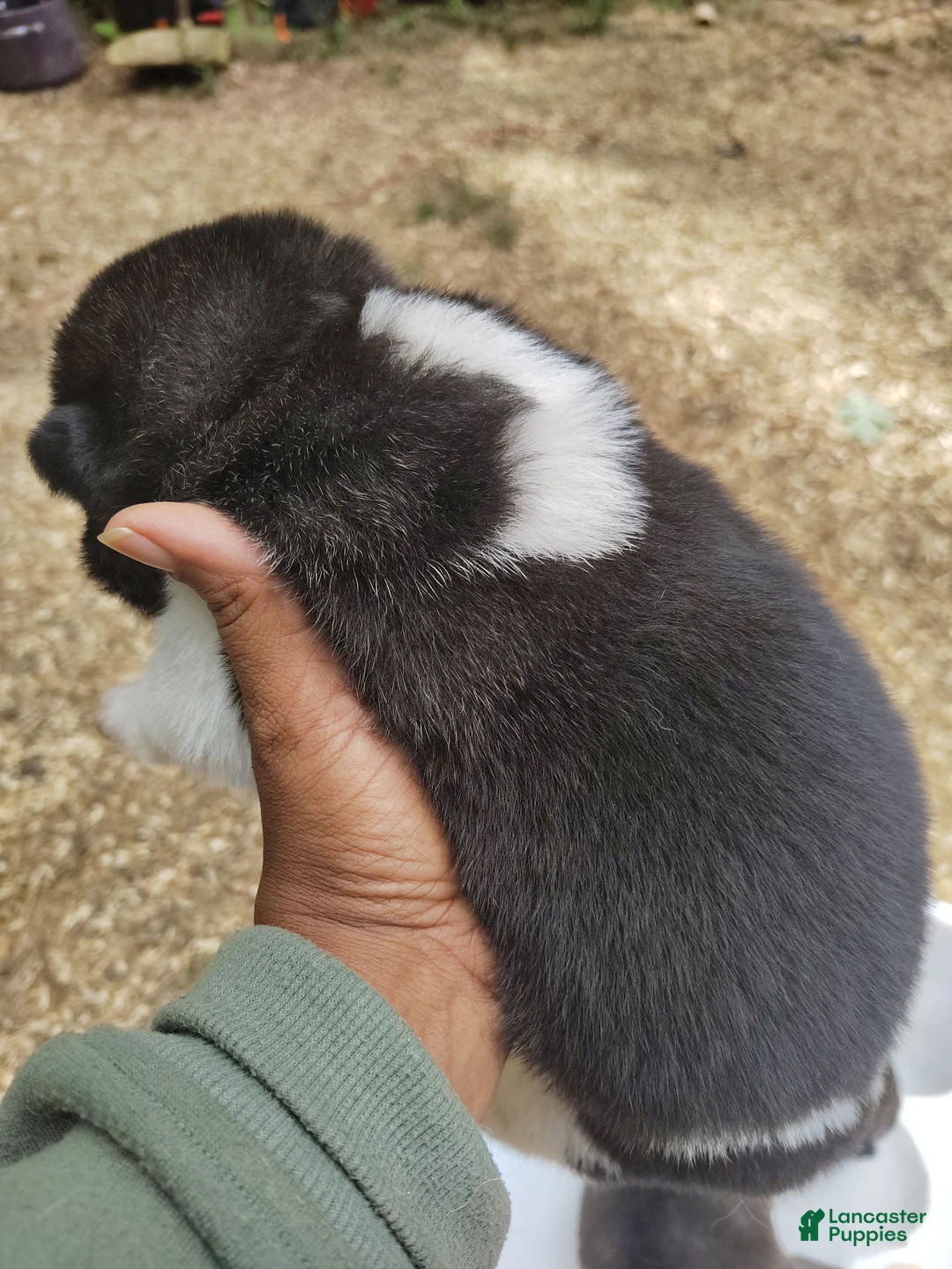Akita dogs for sale: Akita female #1 - Ad 2