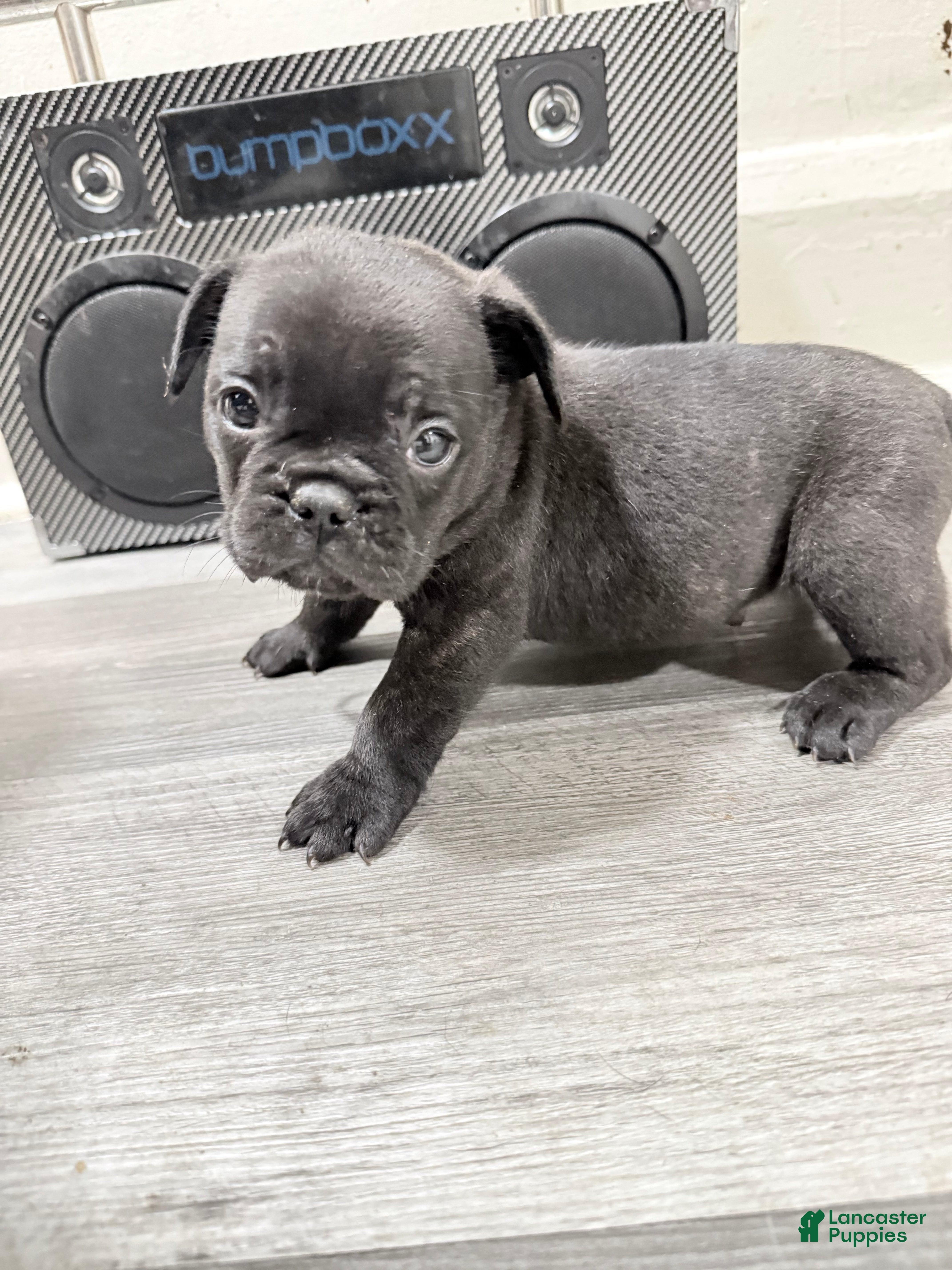 French Bulldog dogs French Bulldog 1 - Ad 2
