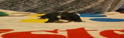 Border Collie dogs for sale: Girly - Ad 7