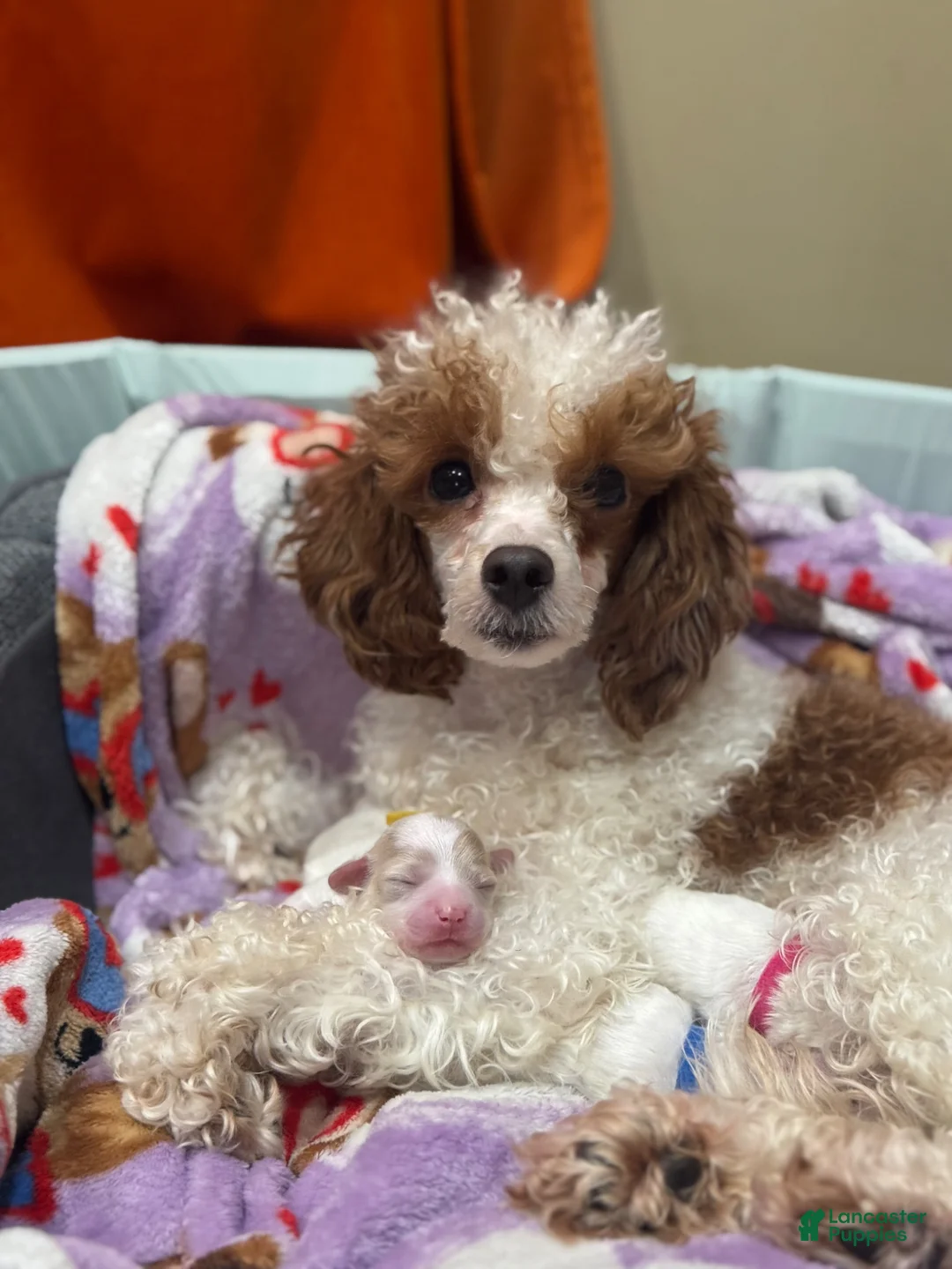 Maltipoo dogs for sale: Green - Ad 5