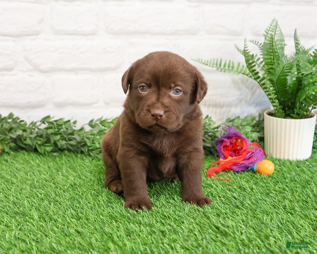 Labrador Retriever dogs for sale: Orchard - Ad 10