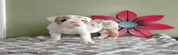 English Bulldog dogs for sale: Axel - Ad 3