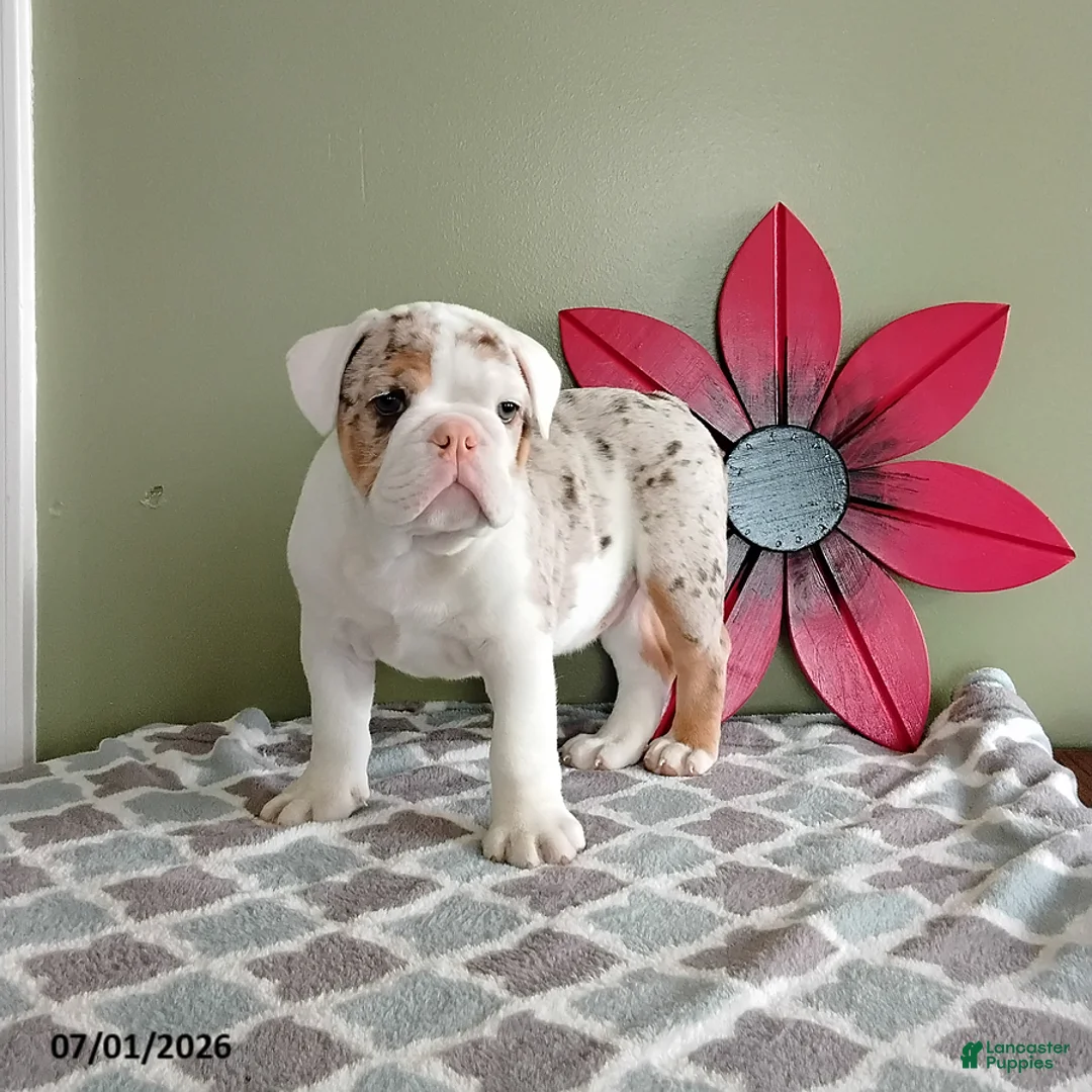 English Bulldog dogs for sale: Axel - Ad 3