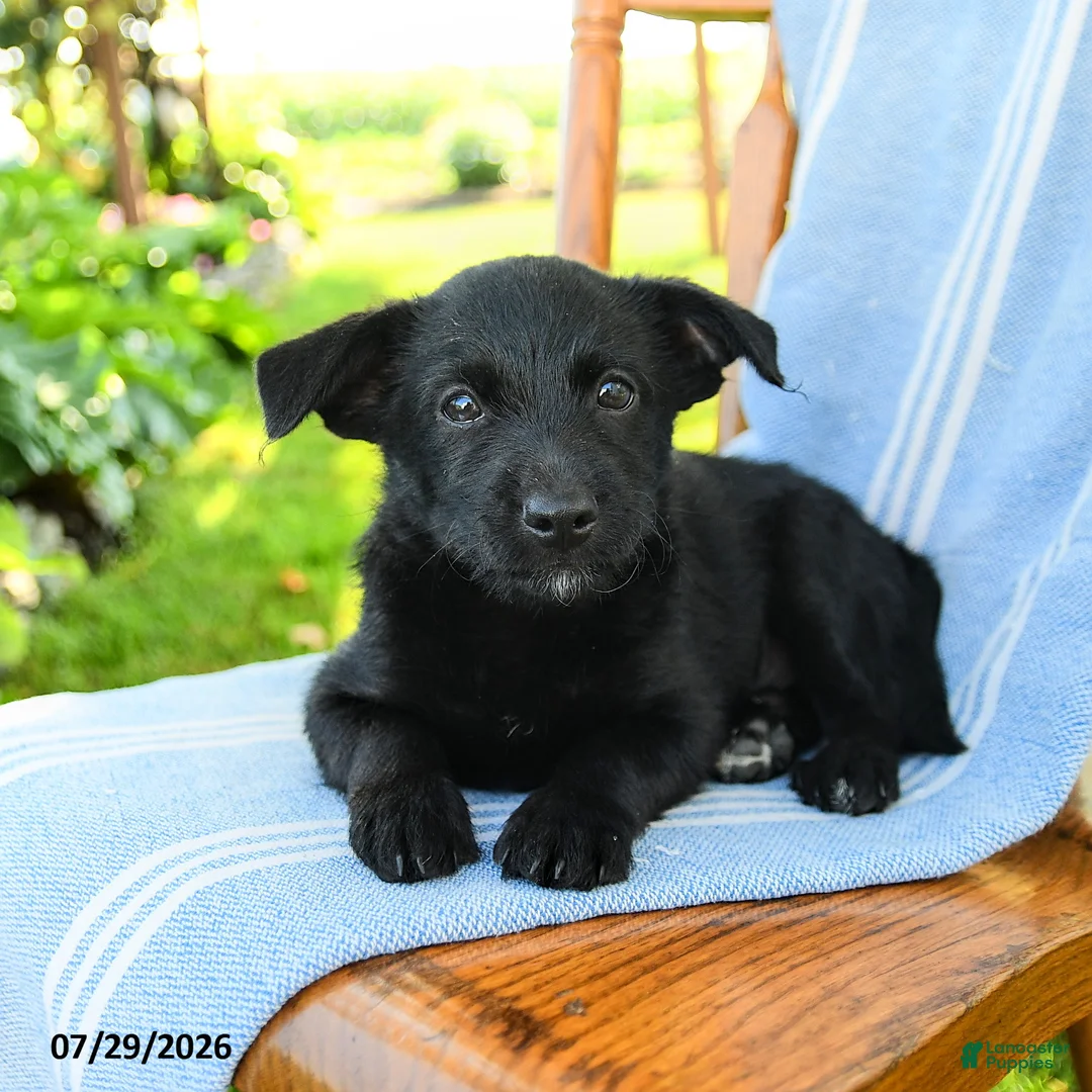 Mixed Breed dogs for sale: Richie - Ad 3