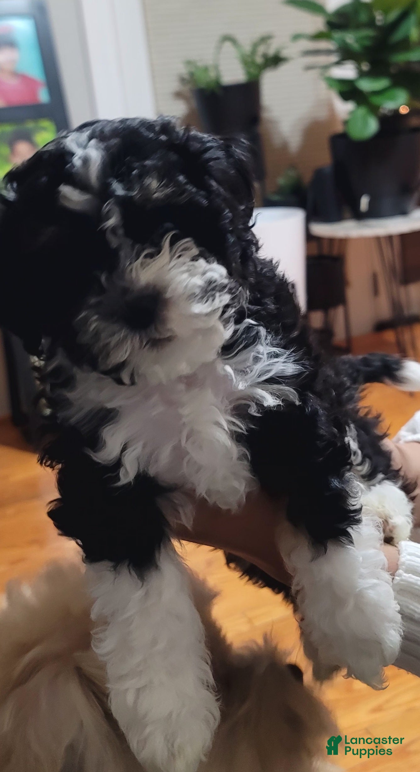 Shihpoo dogs Luna - Ad 17