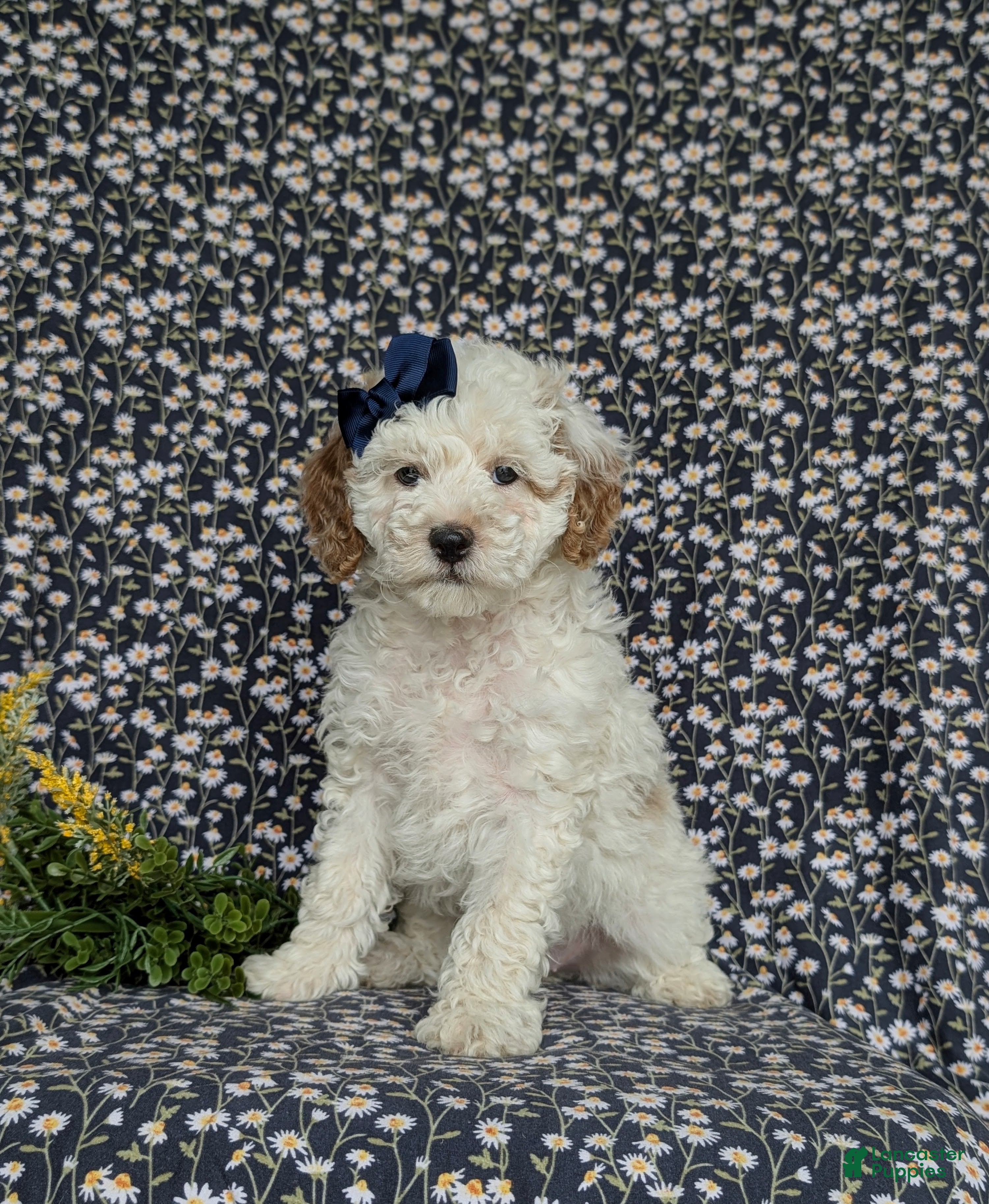 Miniature Poodle dogs for sale: Pilar - Ad 1