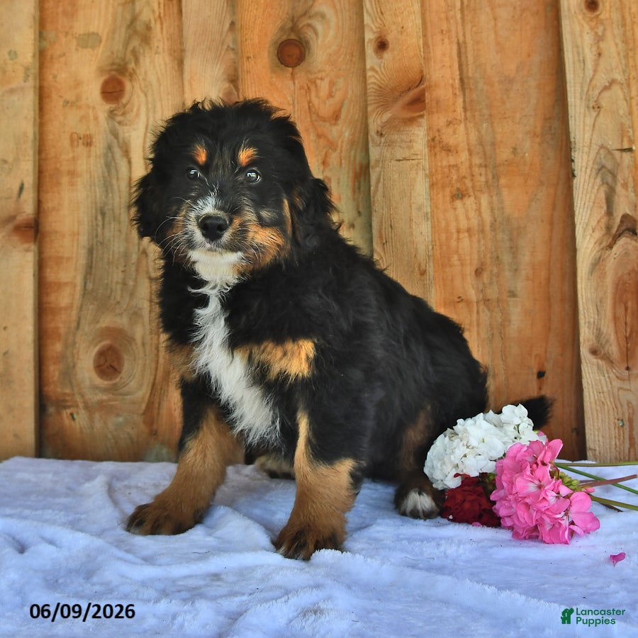 Mixed Breed dogs Brady - Ad 1
