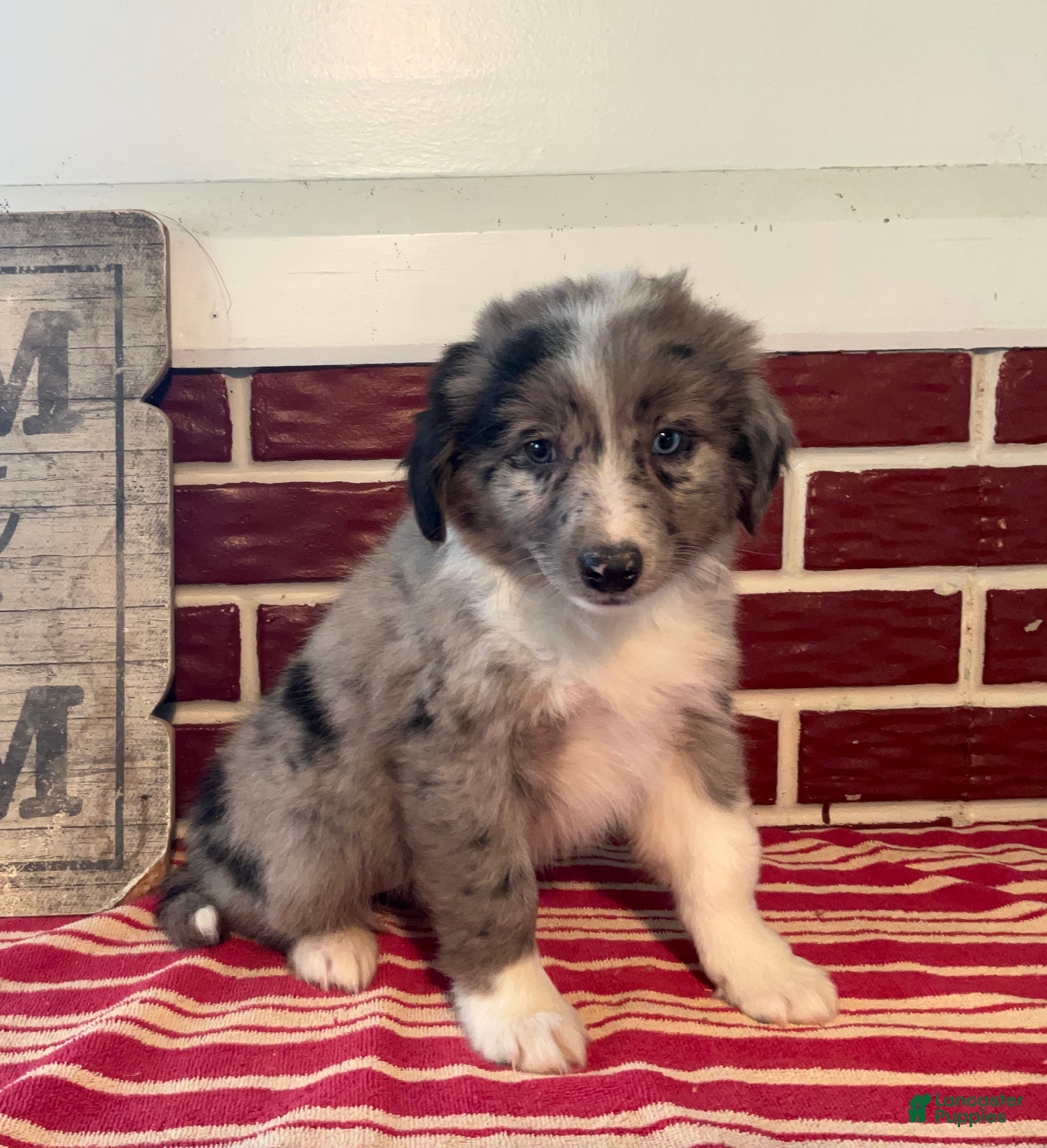 Mixed Breed dogs Sandy - Ad 39