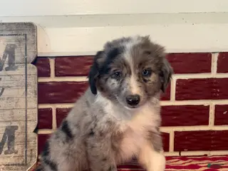 Mixed Breed dogs Sandy - Ad 14