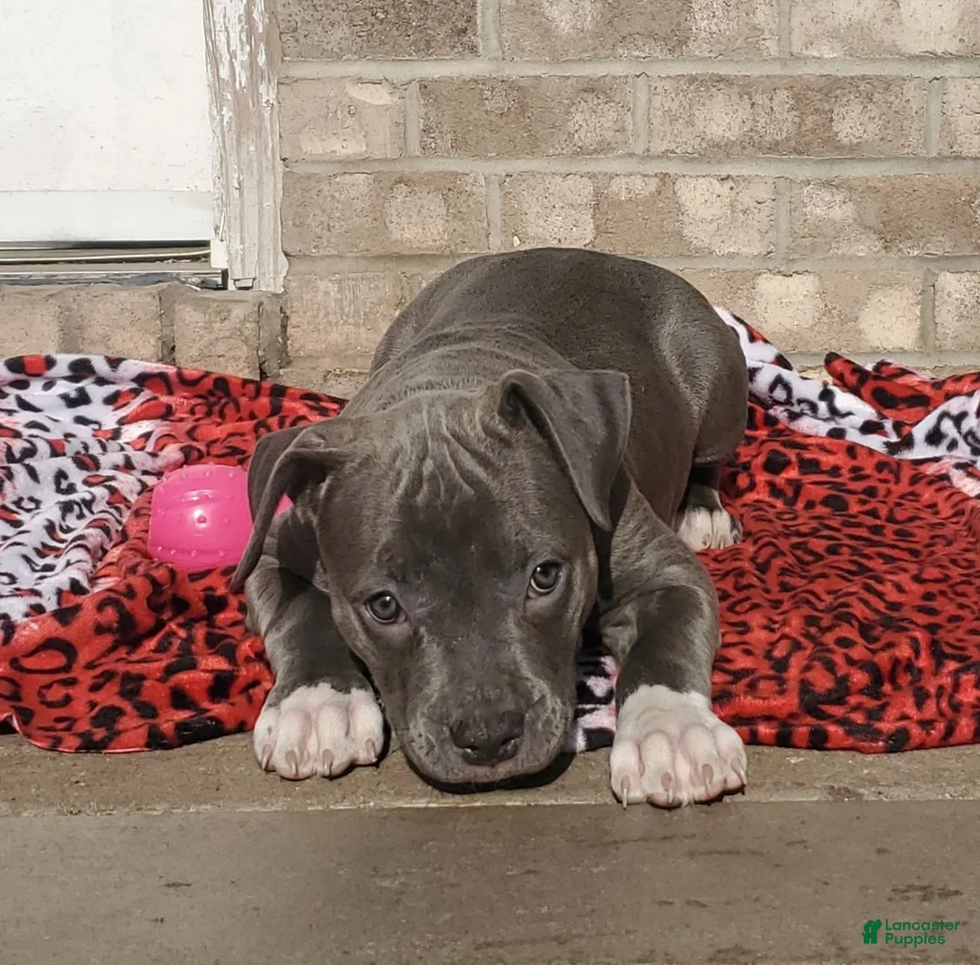 American Bully dogs for sale: SNOOP DOGG - Ad 2