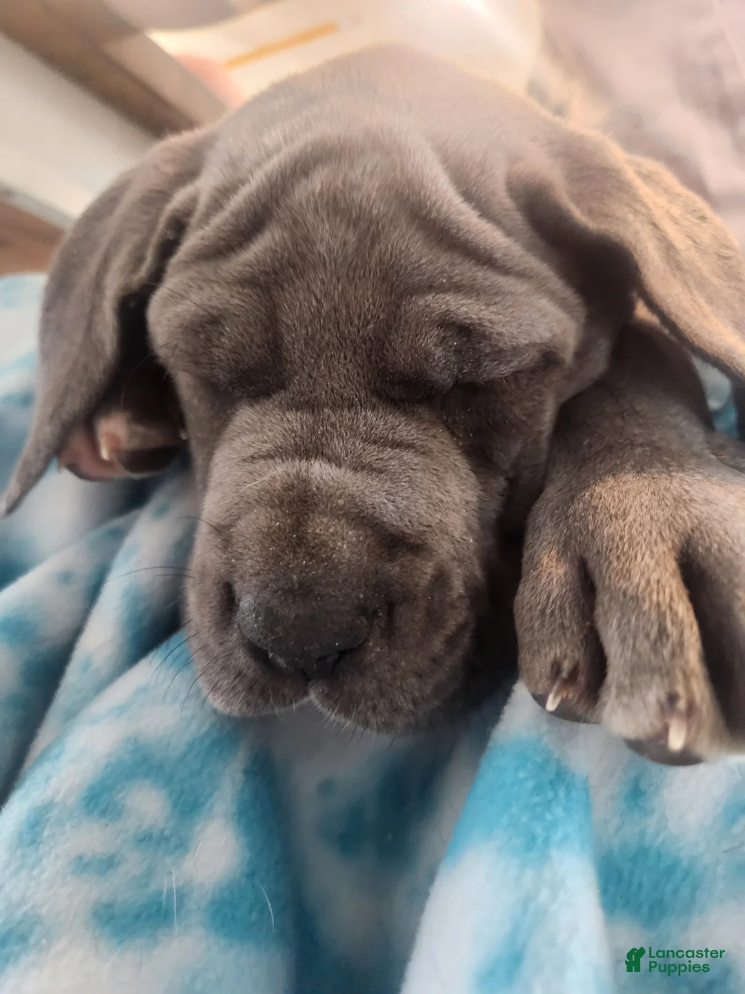 Great Dane dogs for sale: Great Dane Puppy Sunny - Ad 2