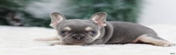 French Bulldog dogs for sale: Harper - Ad 4