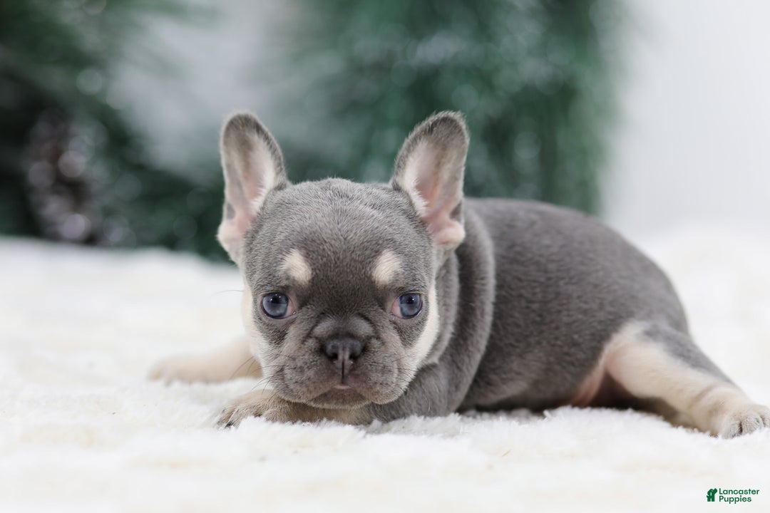 French Bulldog dogs for sale: Harper - Ad 4