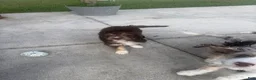 Aussiedoodle dogs for sale: Aussiedoodle 3 - Ad 15