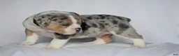 Beabull dogs for sale: Opal - Ad 6