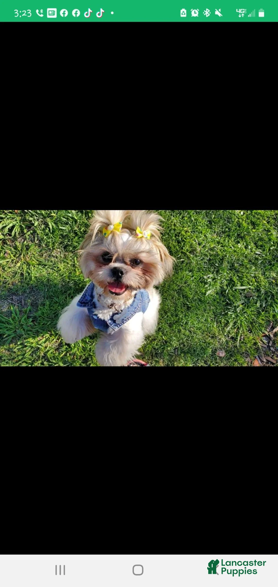 Shih Tzu dogs for sale: Peppa - Ad 6