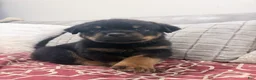 Rottweiler dogs for sale: Orange color male - Ad 5