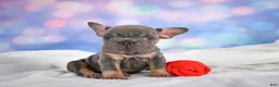 French Bulldog dogs for sale: Paris - Ad 3
