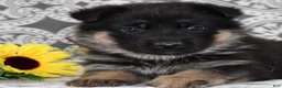 German Shepherd dogs for sale: Zara - Ad 4
