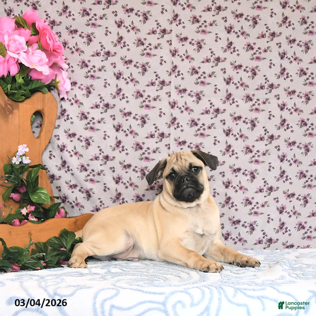 Pug dogs for sale: Lechito - Ad 2