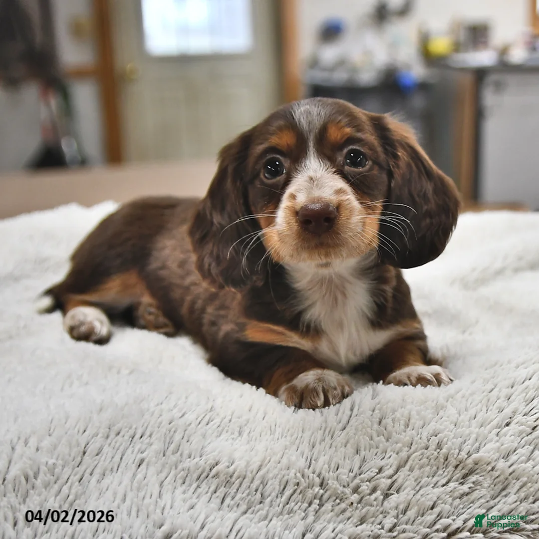 Miniature Dachshund dogs for sale: Lily - Ad 1