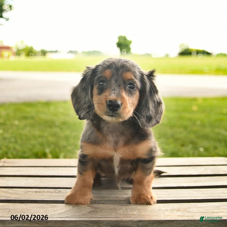 Miniature Dachshund dogs for sale: North  - Ad 2