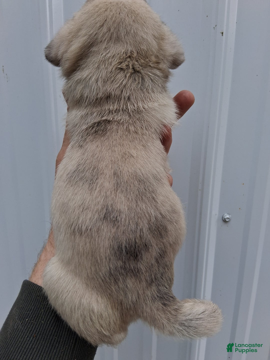 Pug dogs for sale: Cooper - Ad 4