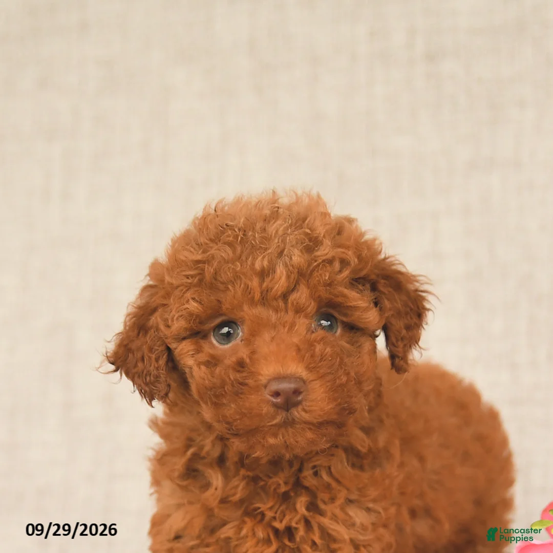 Toy Poodle dogs for sale: Tammy - Ad 5