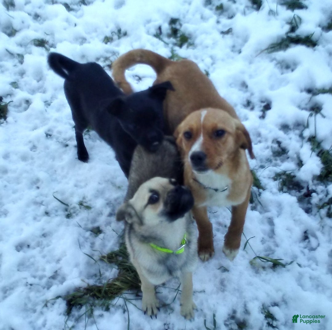 Mixed Breed dogs for sale: Tiny - Ad 31