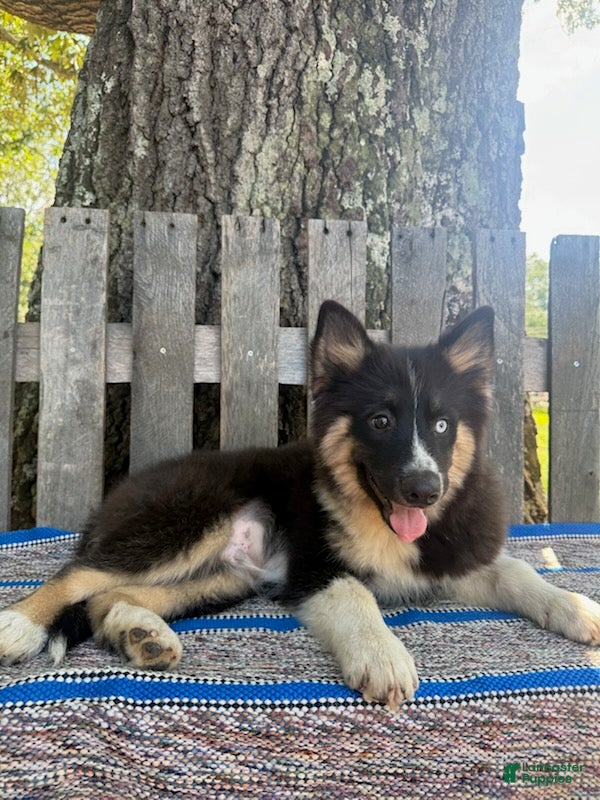 Pomsky dogs Max - Ad 2