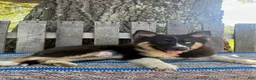 Pomsky dogs for sale: Max - Ad 2