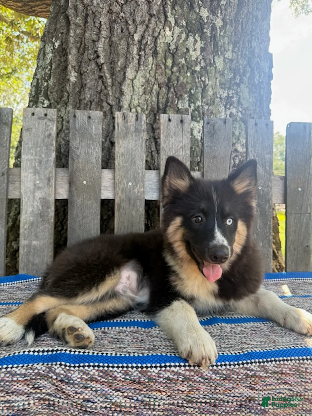 Pomsky dogs for sale: Max - Ad 2