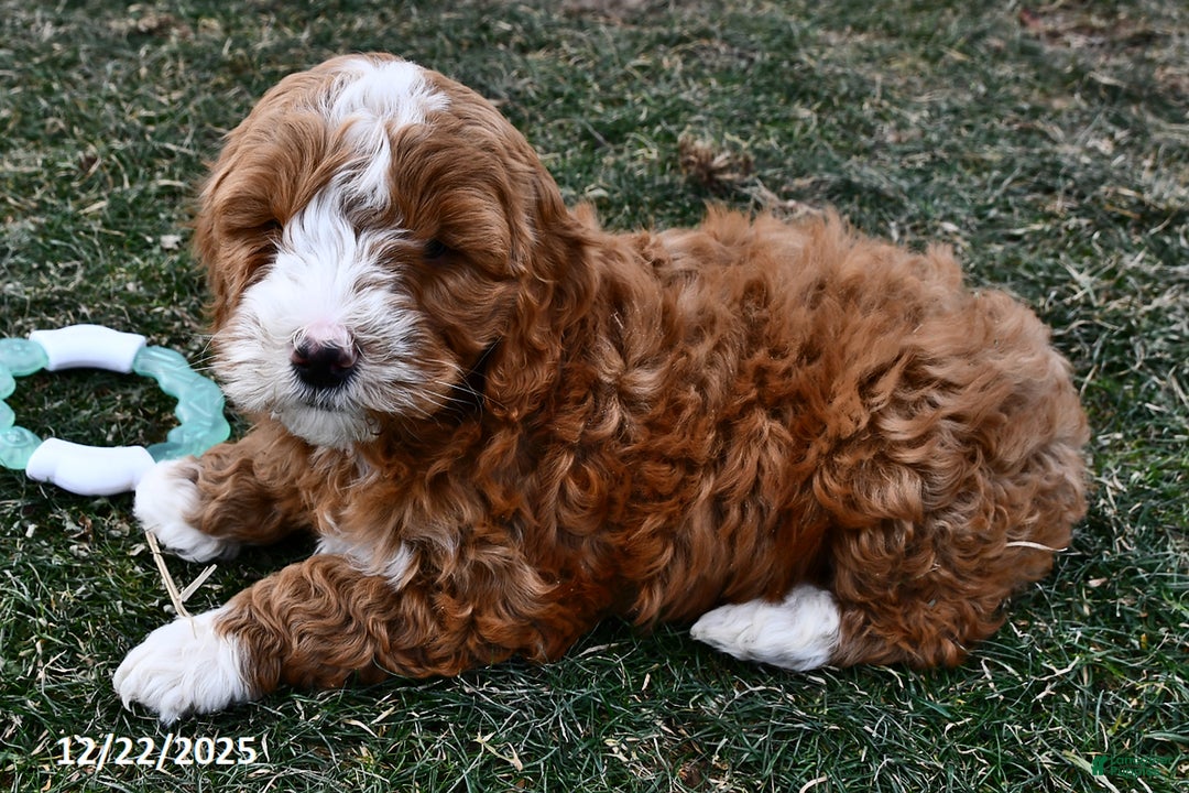 Mini Goldendoodle dogs for sale: Cappucino - Ad 5