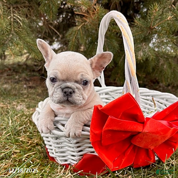 French Bulldog dogs Fiona - Ad 10
