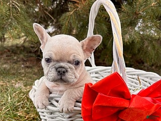 French Bulldog dogs Fiona - Ad 21