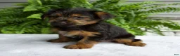Yorkshire Terrier dogs for sale: Carla - Ad 6