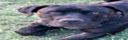 Cane Corso dogs for sale: Cane Corso 1 - Ad 4